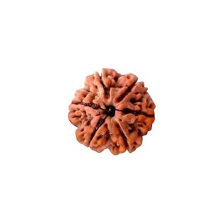 6 MUKHI RUDRAKSHA Collector