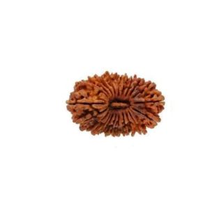 21 MUKHI RUDRAKSHA Unique