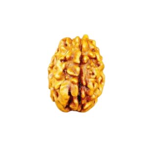 1 Mukhi Gol (Himalaya) Premium