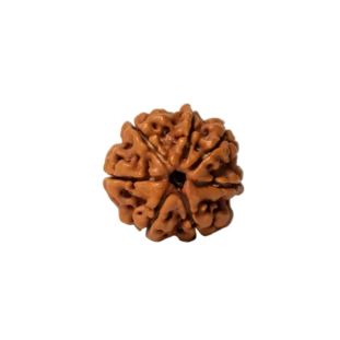 7 MUKHI RUDRAKSHA Regular