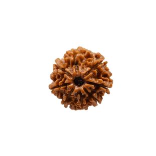 8 MUKHI RUDRAKSHA Regular