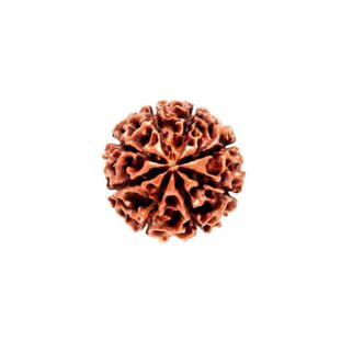 8 MUKHI RUDRAKSHA Collector