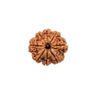 8 MUKHI RUDRAKSHA Unique