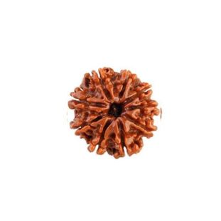 9 MUKHI RUDRAKSHA Regular