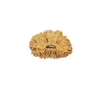 21 MUKHI RUDRAKSHA Regular