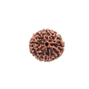9 MUKHI RUDRAKSHA Premium