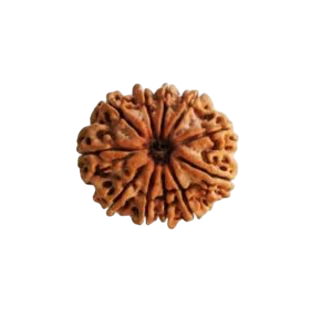 11 MUKHI RUDRAKSHA Unique