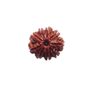 9 MUKHI RUDRAKSHA Collector