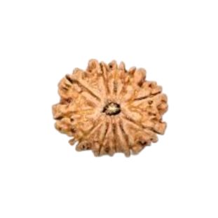 11 MUKHI RUDRAKSHA Regular