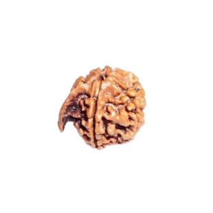 GANESH RUDRAKSHA Regular