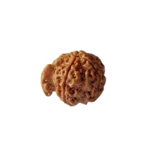 GANESH RUDRAKSHA Premium