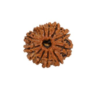 12 MUKHI RUDRAKSHA Collector