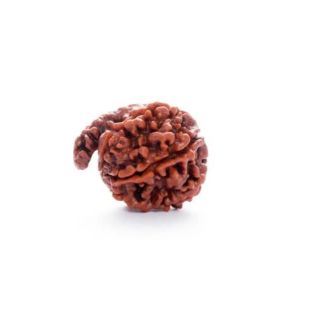 GANESH RUDRAKSHA Collector