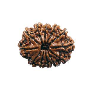 Untitled design 45 12 MUKHI RUDRAKSHA Premium