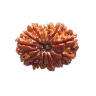 13 MUKHI RUDRAKSHA Collector