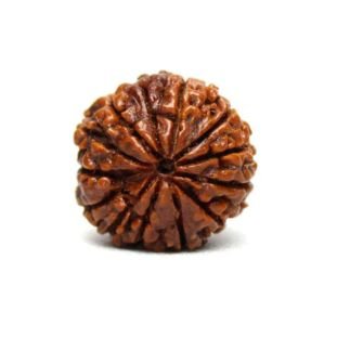 13 MUKHI RUDRAKSHA Regular