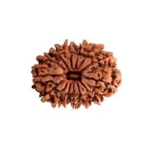 14 MUKHI RUDRAKSHA Premium