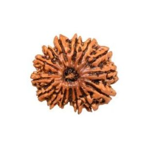 15 MUKHI RUDRAKSHA Unique
