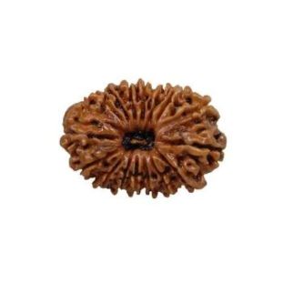 16 MUKHI RUDRAKSHA Unique