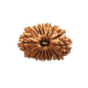 16 MUKHI RUDRAKSHA Collector