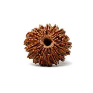17 MUKHI RUDRAKSHA Unique