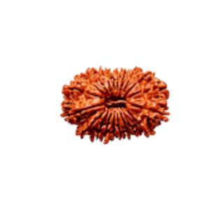 20 MUKHI RUDRAKSHA Premium