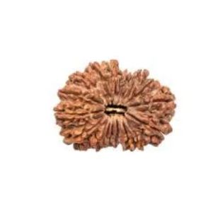 17 MUKHI RUDRAKSHA Premium