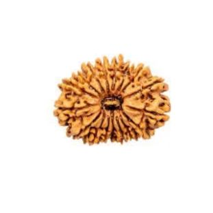 17 MUKHI RUDRAKSHA Regular
