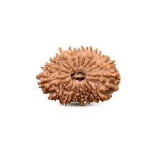 18 MUKHI RUDRAKSHA Regular