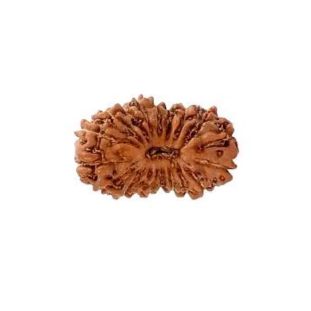 19 MUKHI RUDRAKSHA Unique