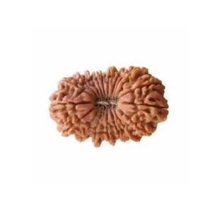 19 MUKHI RUDRAKSHA Collector