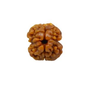 2 MUKHI Nepali Collector