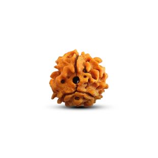 3 MUKHI RUDRAKSHA Premium