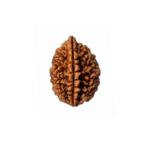 2 MUKHI South India Unique