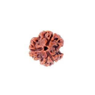 3 MUKHI RUDRAKSHA Indonesia (Hybrid) Premium