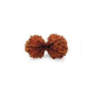 GAURI SHANKAR RUDRAKSHA (8 to 12 Mukhi) Regular