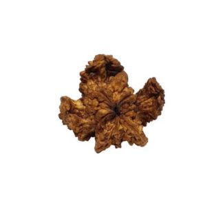 Kamal Rudraksha Unique
