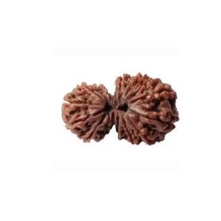 GAURI SHANKAR 15 Mukhi RUDRAKSHA Unique