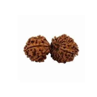 GAURI SHANKAR 15 Mukhi RUDRAKSHA Collector