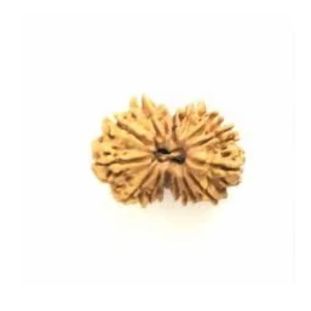 GAURI SHANKAR 15 Mukhi RUDRAKSHA Regular