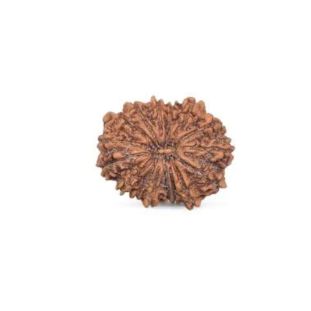 GAURI SHANKAR 16 Mukhi RUDRAKSHA Premium