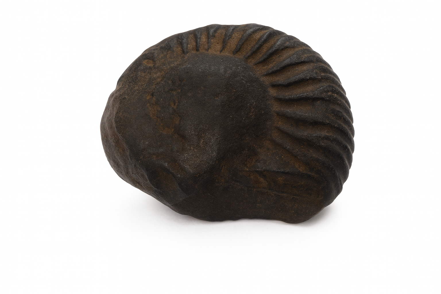 2190 SHALIGRAM Natural Shaligram