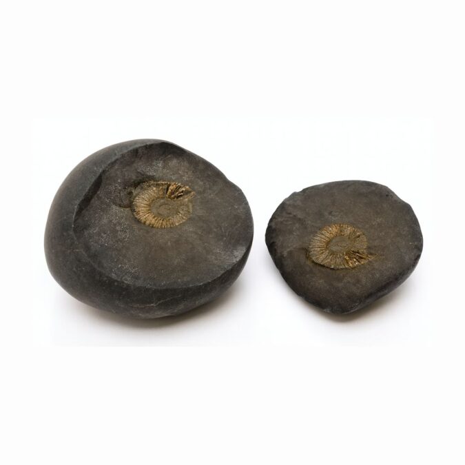 sh04 Natural Shaligram