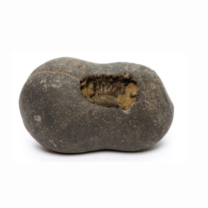 Natural Shaligram 1 sh3 Natural Shaligram