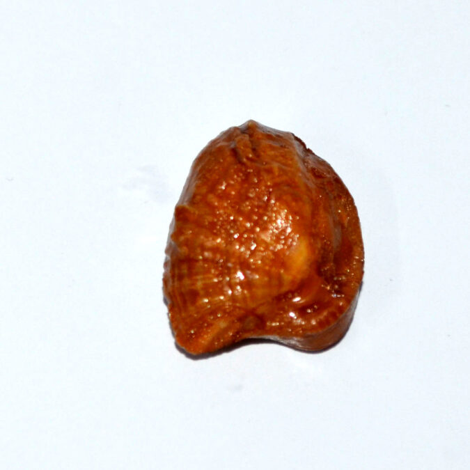 MACHH257K 1 MACHH MANI 19.93 Ct.