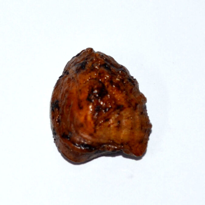 MACHH259K 1 MACHH MANI 21.3 Ct.