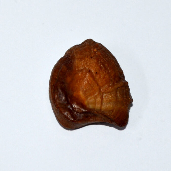MACHH261K 1 MACHH MANI 24.48 Ct.