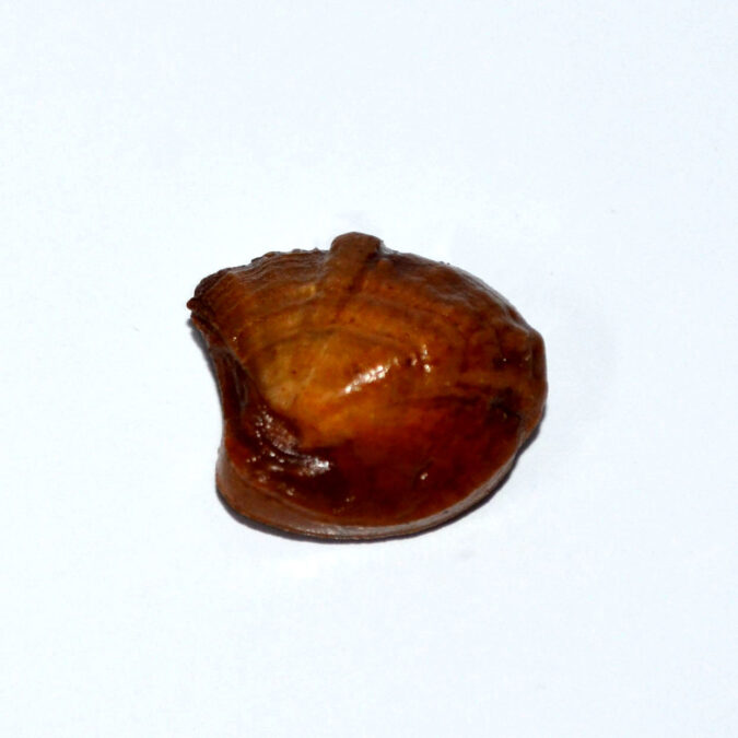 MACHH263K 1 MACHH MANI 20.2 Ct.