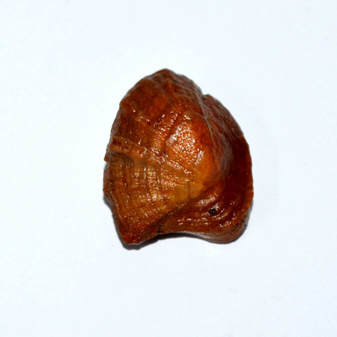 MACHH MANI 21.15 Ct. 1 MACHH264K 1 MACHH MANI 21.15 Ct.