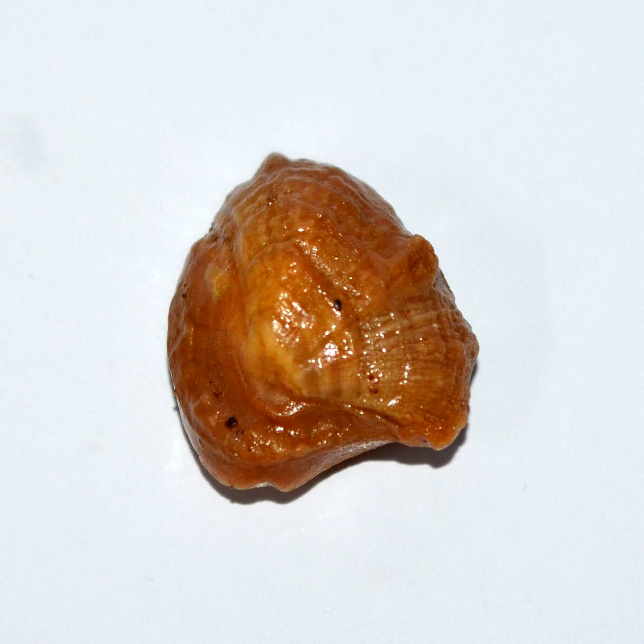 MACHH MANI 21.62 Ct.